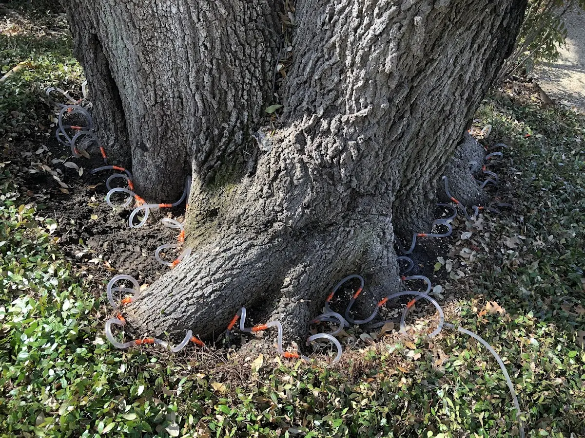 Detailed Tree Cabling and Bracing job site in Canaan